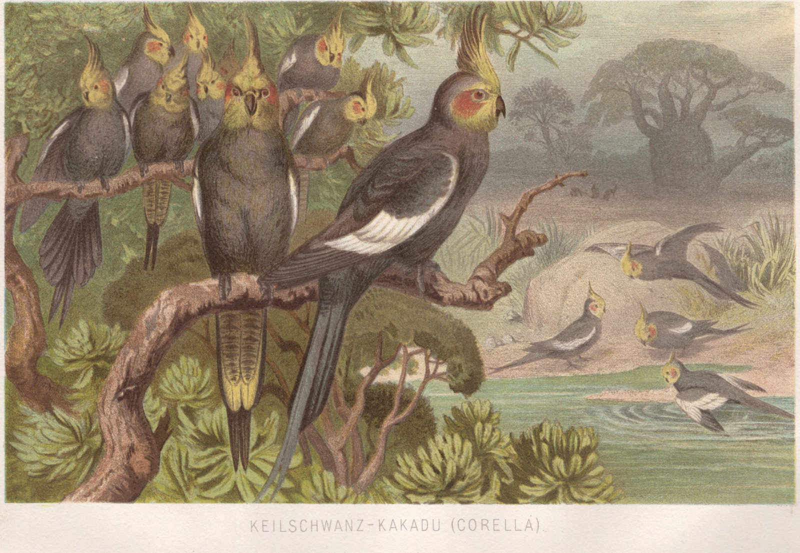 Wedge Tail Cockatoo Color Antique Print 1882 Chromolithograph Brehms Thierleben