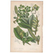 Anne Pratt 1860 antique botanical print Flowering Plants 205 Willow