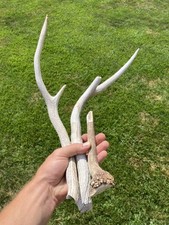 (LOT OF 3) BROKEN SHED AXIS ‘HOG’ ASIAN DEER ANTLERS KNIFEMAKING ARTS CRAFT *SA4