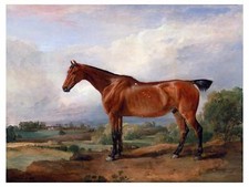 Brown Horse by J. Ward Accent Tile Mural Kitchen Wall Backsplash Marble Ceramic
