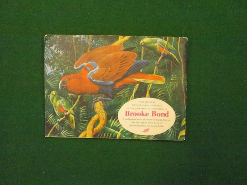 Brooke Bond Tea Cards Tropical Birds 1961 Complete Set in Album - Picture 3 of 3