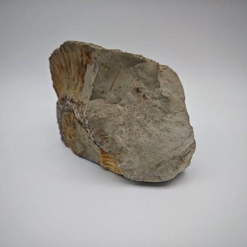 Ammonit Fossilien versteinert Nautilus 820g - Picture 4 of 7