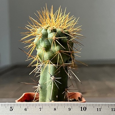 A21-1612 Copiapoa cinerea v. tenebrosa, JN1692 C. Mont Perrales, Ant (Grafted)