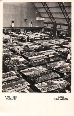 Central Flower Auction Hall Aalsmeer Holland Foto Theo Wenzel Postcard