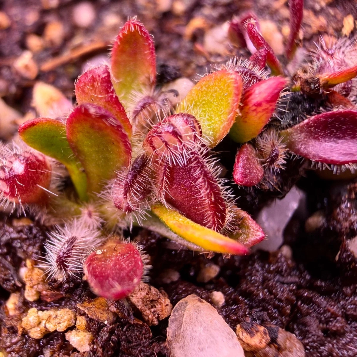 Pitcher Plant Cephalotus Carnivorous Plants for sale | eBay
