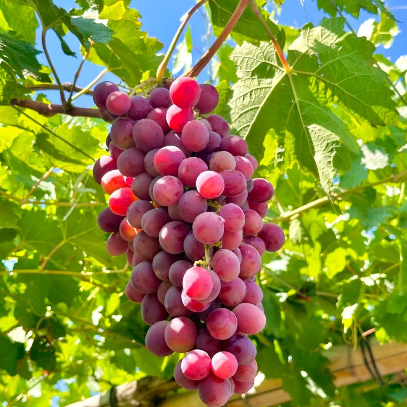 30 Red Grape Seeds – Sweet Juicy Table Grapes for Backyard Vineyard & Garden