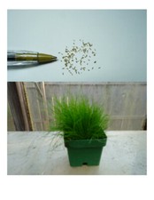 100 REAL Dwarf Hairgrass SEEDS Aquarium Aquatic Hair Grass Eleocharis acicularis