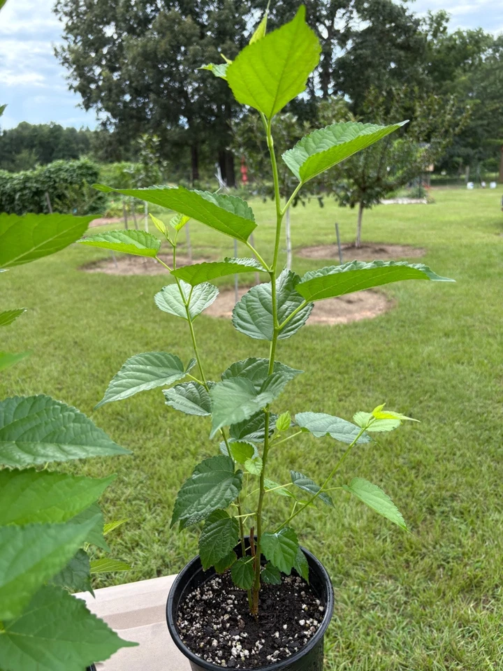  Árbol de morera compacto productor pesado Dwarf Ever Bearing Foto 4 de 4