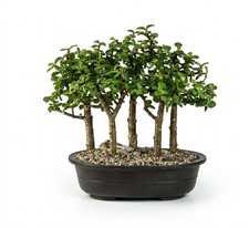 Live 6-9 Yr Old Baby Jade Bonsai Tree 5 Tree Forest Group Portulacaria Afra 11"H