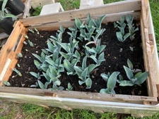 American Blue Agave Pups (Century Plant)