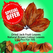 100% Organic New Brown Color Dried Jack Fruit Leaves Bio Shrimp Aquarium