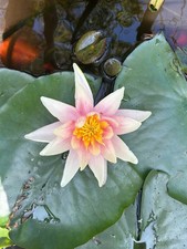 Water Lily Plant Bare Root Pale Pink Large Flowers Nymphaea