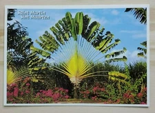 Postcard Saint Martin Sint Maarten Netherlands Antilles West Indies Palm A2