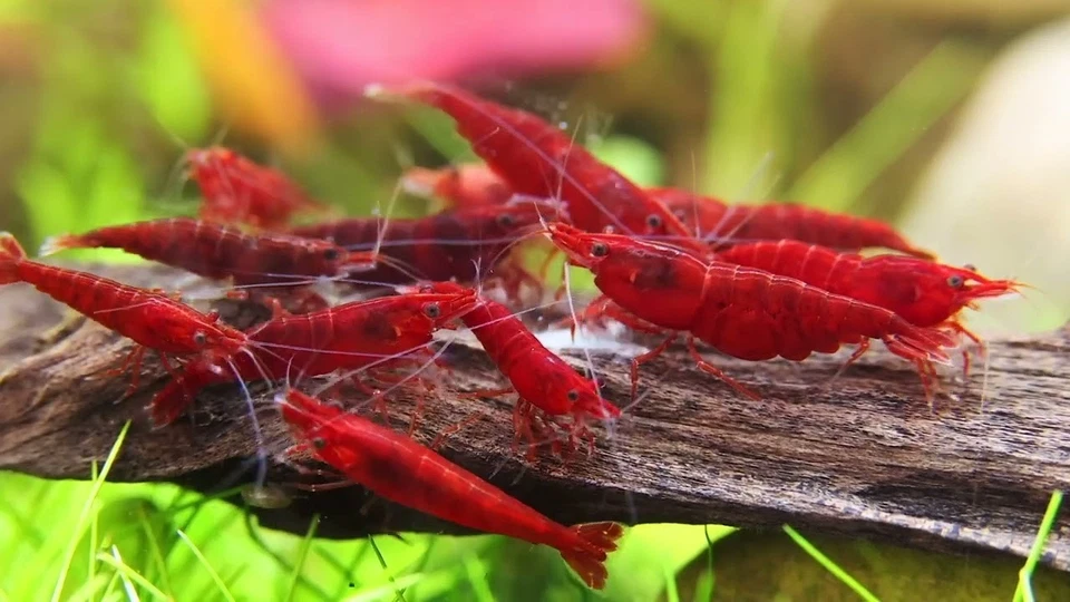 Lot de 10 Crevettes Neocaridina Bloody Marry Aquarium Poissons Plantes - Photo 1/1