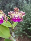 Spotted Cattleya - Slc. Terry’s Spots - 11634 — photo 2