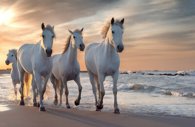 VLIES Fototapete-PFERDE-(4610V)-Camargue Gallop Strand Meer Tiere Küste Provence