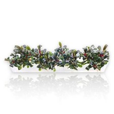 Bucephalandra Red Catherine Vitro Culture
