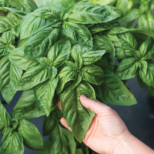 200 ITALIAN LARGE LEAF BASIL SEEDS ~ heirloomseedguy ~ 2025 ~ NON-GMO