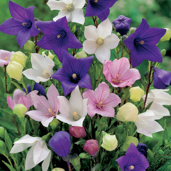 BALLOON FLOWER MIX - 5 GRAM ~ 5500 SEEDS - BELLFOWER PLATYCODON GRANDIFLORAS