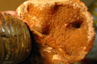 1.34lbs 5.3x4.5x1.6inchs LARGE FOSSIL AMMONITE BIG HUGE MADAGASCAR #126 — photo 8