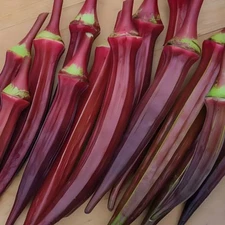 60 Heirloom Red Burgundy Okra  Seeds - Tender Pods, Easy Harvest, Easy To Grow!