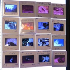 68 Vintage Slides Turtle Spider Fish Cat Dog Scorpion Snake Butterfly Rabbit