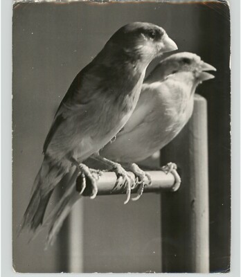 Two CIRCUS EXHIBITION CANARIES Relax TRICK Performing Birds 1950s Press Photo