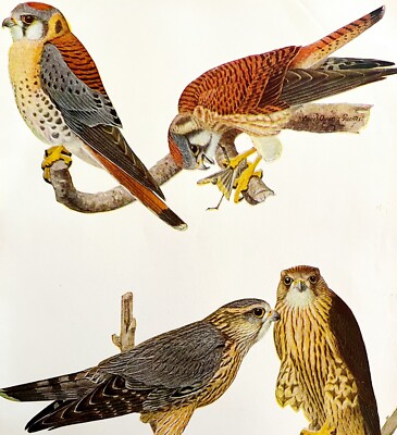 Sparrow Hawk Pigeon Hawk 1936 Bird Art Lithograph Color Plate Print DWU12D