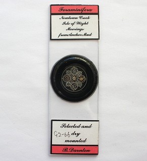 Vintage Microscope Slide. Arranged Foraminifera by Brian Darnton.