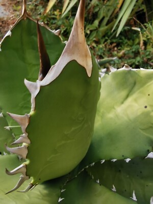 Agave Titanota, exceptional 27cm Wild Agave Oteroi, Hakugei, Agave