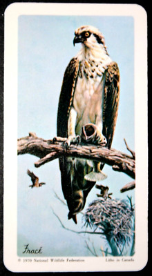 OSPREY   Vintage 1970 Illustrated Wildlife Card FE11M