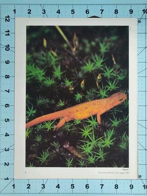 Vintage 1987 NYS Conservationist Red Eft Newt Nature Print 12x9 Macro Photo Art