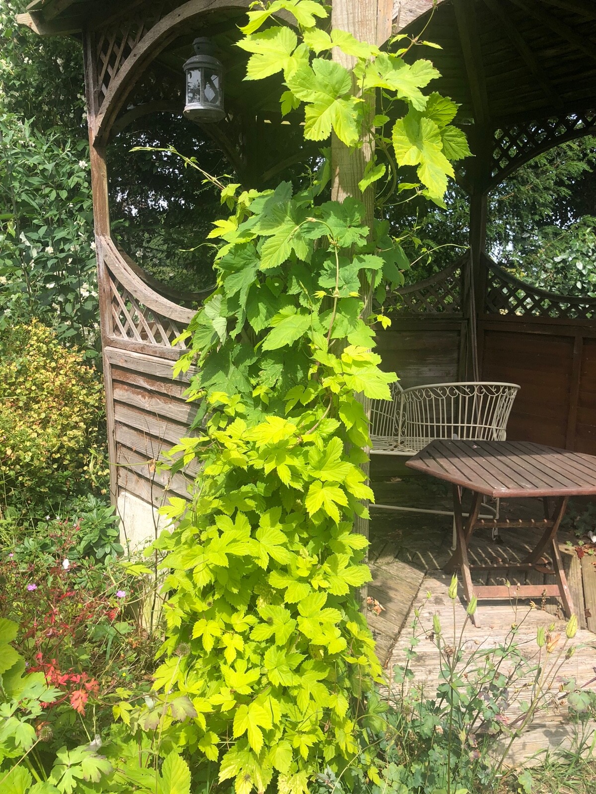 Decorative Garden Hops Aureus, Golden Tassels, Prima Donna Singles