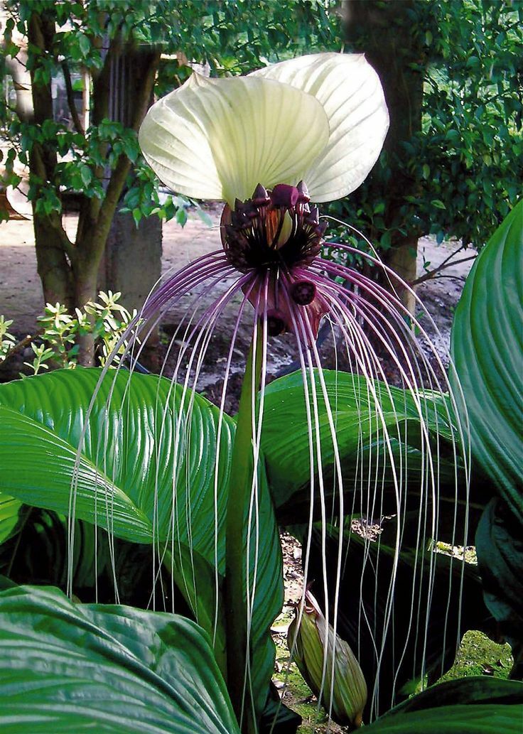 Tacca Nivea White 10 Seeds, Devil’s Whiskers, White Bat Flower Garden Plants