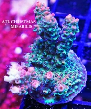 ATL CHRISTMAS MIRABILIS - SPS LIVE CORAL