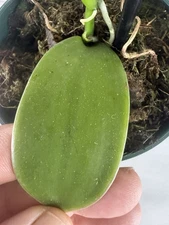 Large Plant 5”  Vanilla planifolia Orchid. Typical Green Color