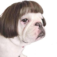 Funny Dog Cat Cosplay Wig,Pet Wigs for Halloween, Christmas, Parties, Festivals,