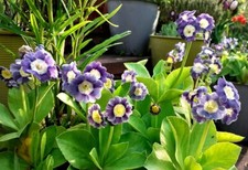 3×primula Auricula collection garden ready plants in 3 different colours 