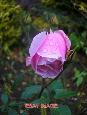 PHOTO  RAINDROPS AND ROSE FISH-EYE EFFECT IN THE GARDEN