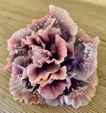 Hibiskus rosa sinensis Edelreis Holz „Marianne Charlton x White Diamond“