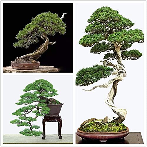 totoro bonsai fountain amazon My Neighbour Totoro Water Garden Bonsai (Limited Edition)  Studio Ghibli  Premium Store