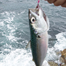 Fishing Lure Hard Plastic Surf Sardine Fishing Lures Spoon Trolling Fishing Bait