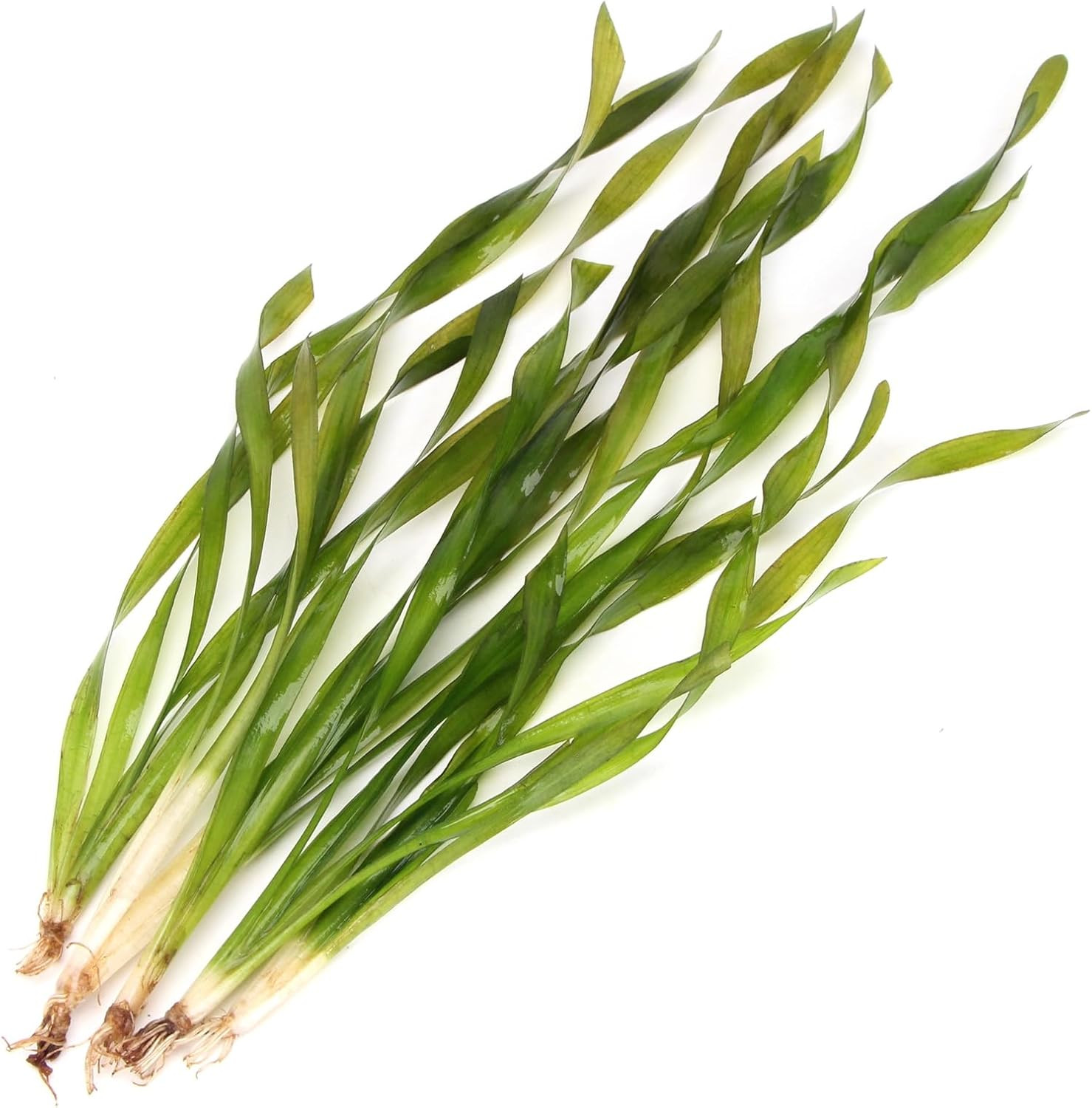 5 X Vallisneria Asiatica Twisted Corkscrew Vallis Live Aquarium Plant Ideal for