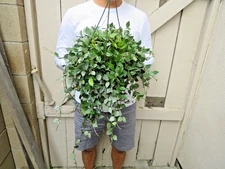 Hoya krohniana eskimo silver