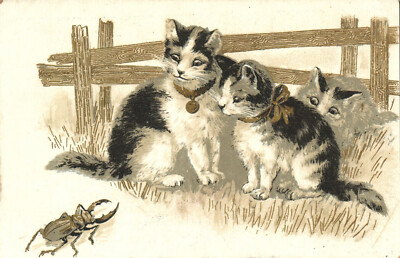 PC CATS, THREE CATS OBSERVING A BUG, Vintage Postcard (b46982)