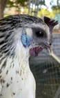12 NPIP/AI Clean RARE! MOSAIC Chicken Hatching Eggs SHOW QUALITY GRADE A+++ — photo 4