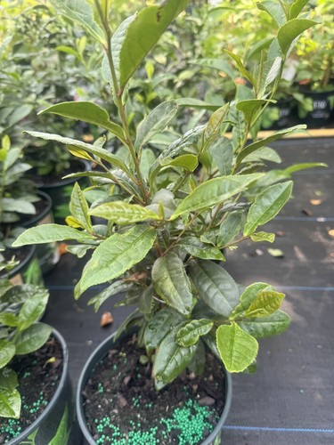 Tea Plant | Camellia sinensis | Black, Oolong, Green Tea with One Gallon Pot. - Picture 3 of 3