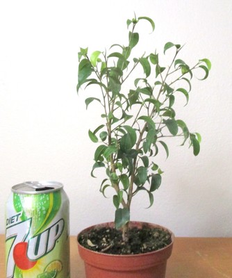 Amazing Ficus ''Too Little'' for mame shohin bonsai small leaves multiple listing