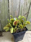 Venus Flytrap Giant I3 -  Carnivorous Plant - Rare🔥🔥🔥 — photo 7