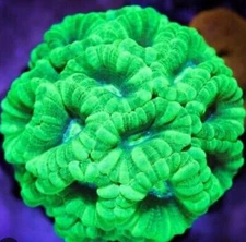 Live Coral Kryptonite Candy Cane 2 Polyp Frag Reef Tank / Saltwater
